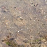 iphone june 045