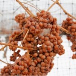 Photo: Tim Appelt Grapes on a frozen vine