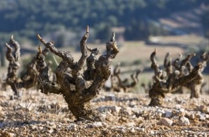 Courtesy of Inter Rhone, © Christophe Grilhé