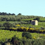 (Courtesy of Inter Rhone, © Christophe Grilhé) Côtes du Rhône Villages Saint-Maurice