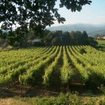 Modern trellising is now the norm for wine growing