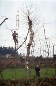 Archival photo from http://www.vinhhoverde.pt/en/vinhoverde/historia/default.asp
